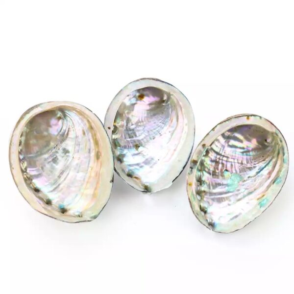 Abalone Shell