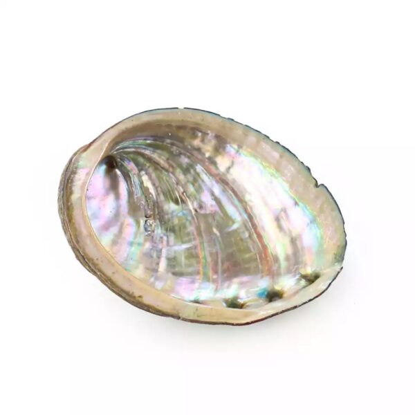 Abalone Shell